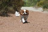CAVALIER KING CHARLES 077